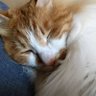 いなある profil fotoğrafı