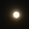 杀猪宰羊且为乐's profile picture