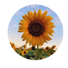 Profilbild von 🥐sunshine☀️