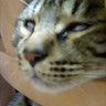 バイオぶざまーど 的头像