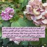 ميرا's profile picture