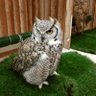 かものはし profil fotoğrafı