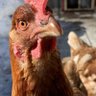 drChicken07 profil fotoğrafı