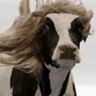 Fabio Lolstein's profile picture