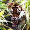 कार्तिकेय सिंह (Картикейя Сингх)'s profile picture