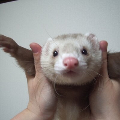 miyupeta's profile picture