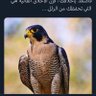 عبدالله الاحمد 的头像