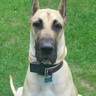 Profilbild von Brutus