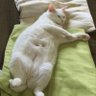 Profilbild von 鰤の一本釣り