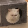 madcat lady profil fotoğrafı