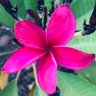 Lily 🦜 profil fotoğrafı