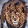 MehmetP08297791's profile picture