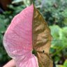 Profilbild von Littlegardenbypanitcha