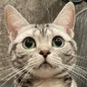Фото профиля 中土智博(めんま🐈⬛さうな🐈あろま🐈)