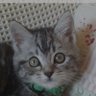 ako profil fotoğrafı