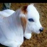 Shiv shakti manavsewa evam Gau sewa samiti's profile picture