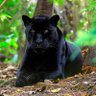Black Panther 503's profile picture