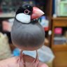 dino's profile picture