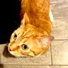 KiriUp's profile picture
