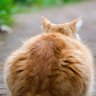 heppoko's profile picture