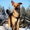 Steve ⭐️🇫🇷⭐️ profil fotoğrafı