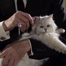 Blofeld 的头像