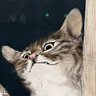 Profilbild von あかね
