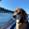 BayshoreBeagle's profile picture