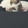 ART DART's profile picture