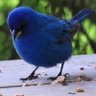 Indigo AI profil fotoğrafı