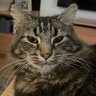 Profilbild von Chessie