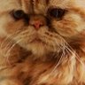 Lalalal profil fotoğrafı