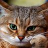 Хамза Юсуф profil fotoğrafı