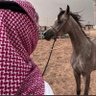 🗡 ( عاشقُ الوردِ ) profil fotoğrafı