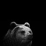 BrownBear🍷🇿🇦's profile picture