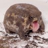 Disgusted Frog's profile picture
