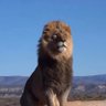 Pengz profil fotoğrafı