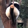 Profilbild von にのパンダ