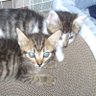 Фото профиля たゆひま 🐱🐱