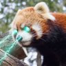 Laser Panda 🇯🇵 的头像
