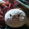 しろたん profil fotoğrafı