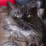 Profilbild von Chris 6966