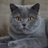MicaV profil fotoğrafı