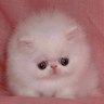 jassy's profile picture