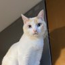 りぼん profil fotoğrafı
