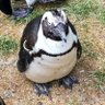 地方移住しました。 profil fotoğrafı