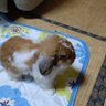 もふもふうさこ's profile picture