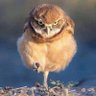 Abuosama113 profil fotoğrafı