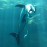 Фото профиля 眞(ナオ)@ノブライバー🐬(時々取引)