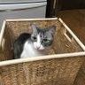 サバ猫しーちゃん profil fotoğrafı